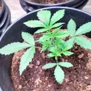 RQS mixed grow