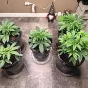 RQS mixed grow