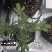 my first grow