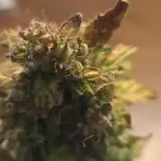 my first cannabis grow