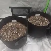 2nd grow