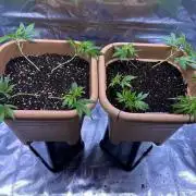 GCFF - Clones - Pheno #2 & #3