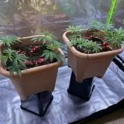 GCFF - Clones - Pheno #2 & #3