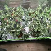 Gorilla Cookies - FF - Pheno #2 & #3