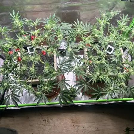 Gorilla Cookies - FF - Pheno #2 & #3