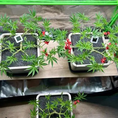 Gorilla Cookies - Fast flowering