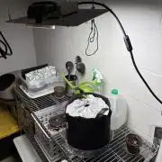 Afghani Apricot auto