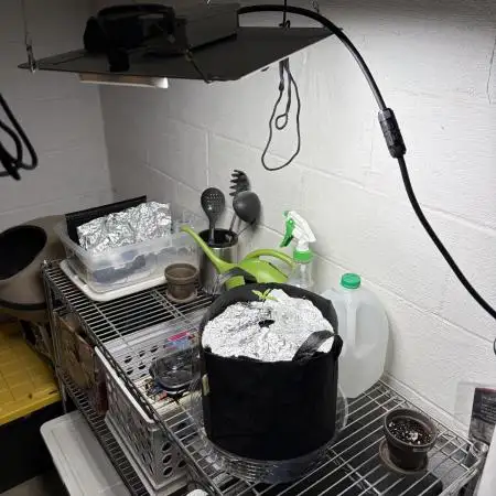 Afghani Apricot auto