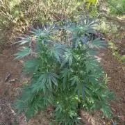 Outdoor Grow