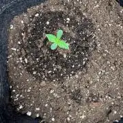 Mendo Frost 420FB