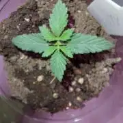 My Very Berry (veg)