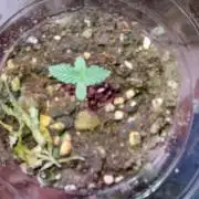 Columbian Landrace