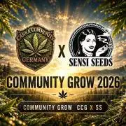 CCG X Sensi Seeds