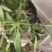 super sliver monster crop