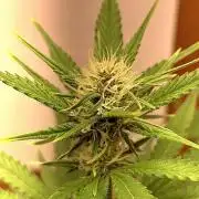Purple Punch Auto (Fast Bud)