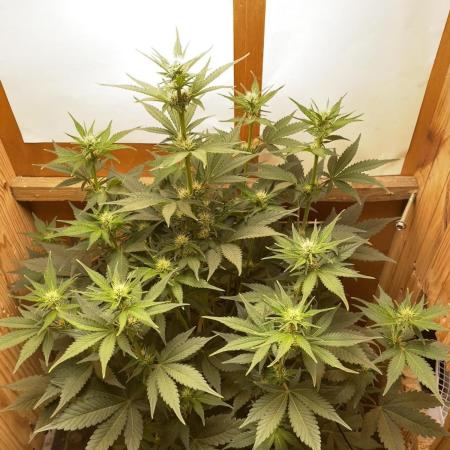 Purple Punch Auto (Fast Bud)