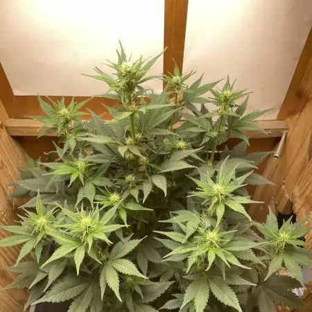 Purple Punch Auto (Fast Bud)