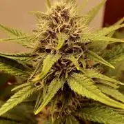 Purple Punch Auto (Fast Bud)