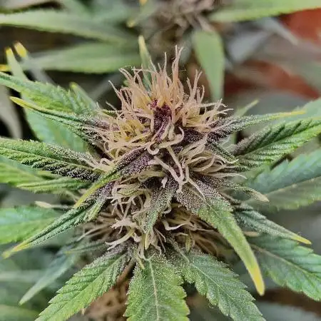 Purple Punch Auto (Fast Bud)