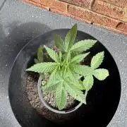 My 2 Week Old Runt 🌱