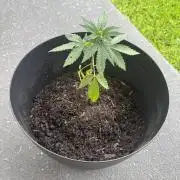 My 2 Week Old Runt 🌱