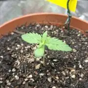 Mini Grow auf 40x40