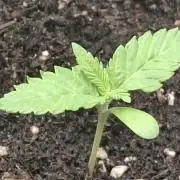 Mini Grow auf 40x40