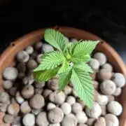 Hydroponic Mini Grow auf 40x40