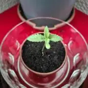 Mini Grow auf 40x40