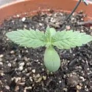 Mini Grow auf 40x40