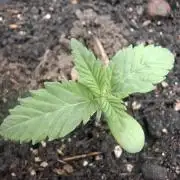Mini Grow auf 40x40