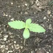 Mini Grow auf 40x40