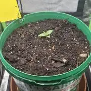 Mini Grow auf 40x40