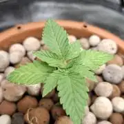 Hydroponic Mini Grow auf 40x40