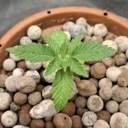 Hydroponic Mini Grow auf 40x40
