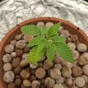 Hydroponic Mini Grow auf 40x40
