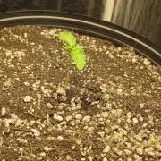 Pink Guava vs Sunset Sherbert vs Oz Kush