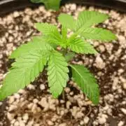 Pink Guava vs Sunset Sherbert vs Oz Kush