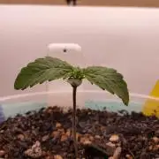 Girl Scout Cookies