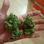 frags's West Coast O.G. from FastBuds