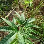 Blue Dream Guerrilla 25
