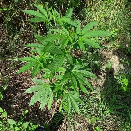 Purple Queen Guerrilla 25