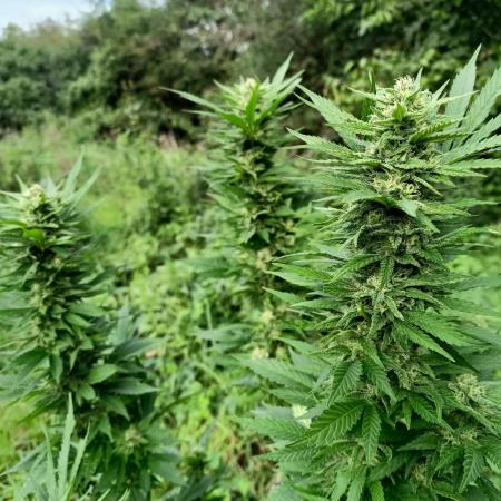 Blue Dream Guerrilla 25