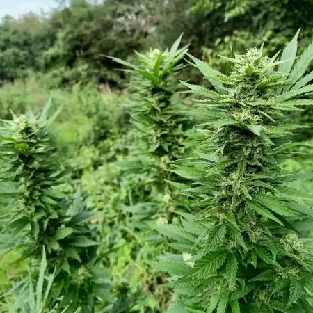 Blue Dream Guerrilla 25
