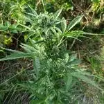 Super Lemon Haze Auto Guerrilla 25
