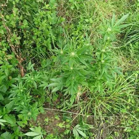 Purple Queen Guerrilla 25