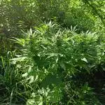 Blue Dream Guerrilla 25