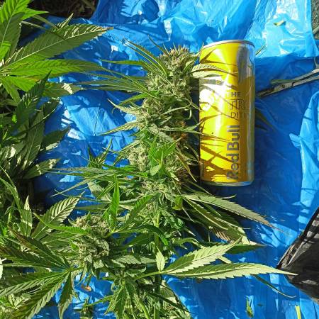 Jack Herer Guerrilla Grow 23