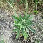Auto Mix 2 Guerrilla Grow 25