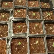 Multi strain Autopot/AC infinity wick